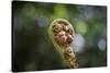 Australia, World Heritage Blue Mountains National Park, Tree Fern Fiddlehead-Rona Schwarz-Stretched Canvas