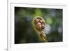 Australia, World Heritage Blue Mountains National Park, Tree Fern Fiddlehead-Rona Schwarz-Framed Photographic Print