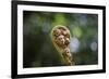 Australia, World Heritage Blue Mountains National Park, Tree Fern Fiddlehead-Rona Schwarz-Framed Photographic Print