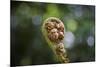 Australia, World Heritage Blue Mountains National Park, Tree Fern Fiddlehead-Rona Schwarz-Mounted Photographic Print