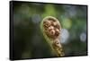 Australia, World Heritage Blue Mountains National Park, Tree Fern Fiddlehead-Rona Schwarz-Framed Stretched Canvas