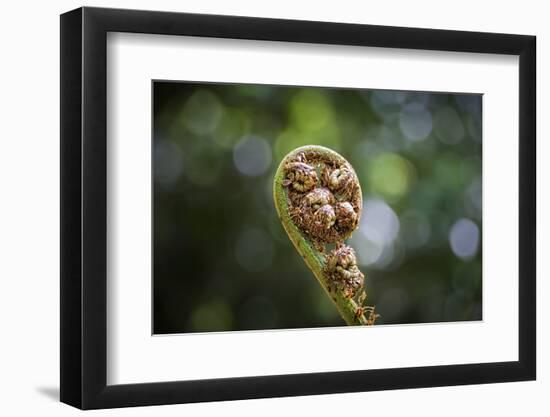 Australia, World Heritage Blue Mountains National Park, Tree Fern Fiddlehead-Rona Schwarz-Framed Photographic Print