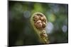 Australia, World Heritage Blue Mountains National Park, Tree Fern Fiddlehead-Rona Schwarz-Mounted Photographic Print