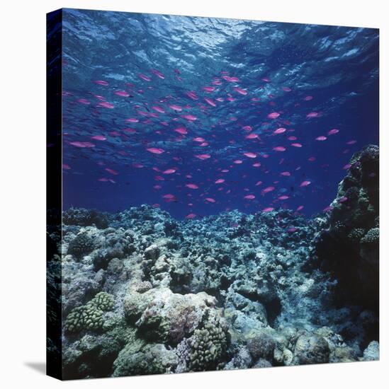 Australia, Yellowstriped Anthias Schooling in Great Barrier Reef-Stuart Westmorland-Stretched Canvas