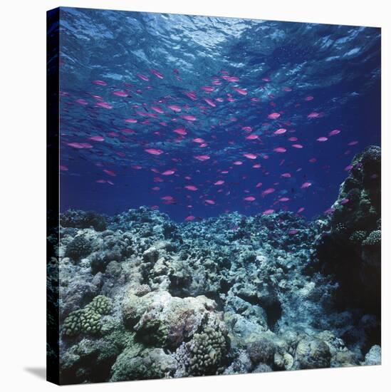 Australia, Yellowstriped Anthias Schooling in Great Barrier Reef-Stuart Westmorland-Stretched Canvas