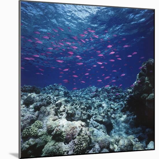 Australia, Yellowstriped Anthias Schooling in Great Barrier Reef-Stuart Westmorland-Mounted Photographic Print