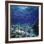 Australia, Yellowstriped Anthias Schooling in Great Barrier Reef-Stuart Westmorland-Framed Photographic Print