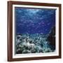 Australia, Yellowstriped Anthias Schooling in Great Barrier Reef-Stuart Westmorland-Framed Photographic Print