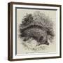 Australian Ant-Eater, at the Gardens of the Zoological Society-null-Framed Giclee Print