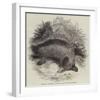 Australian Ant-Eater, at the Gardens of the Zoological Society-null-Framed Giclee Print