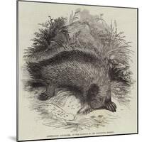 Australian Ant-Eater, at the Gardens of the Zoological Society-null-Mounted Giclee Print