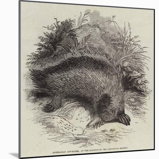 Australian Ant-Eater, at the Gardens of the Zoological Society-null-Mounted Giclee Print