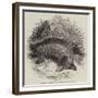 Australian Ant-Eater, at the Gardens of the Zoological Society-null-Framed Giclee Print