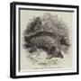 Australian Ant-Eater, at the Gardens of the Zoological Society-null-Framed Giclee Print