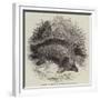 Australian Ant-Eater, at the Gardens of the Zoological Society-null-Framed Giclee Print