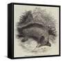 Australian Ant-Eater, at the Gardens of the Zoological Society-null-Framed Stretched Canvas