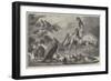 Australian Birds and Animals Presented by the Duke of Edinburgh to the Prince of Wales-Samuel John Carter-Framed Giclee Print