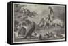 Australian Birds and Animals Presented by the Duke of Edinburgh to the Prince of Wales-Samuel John Carter-Framed Stretched Canvas