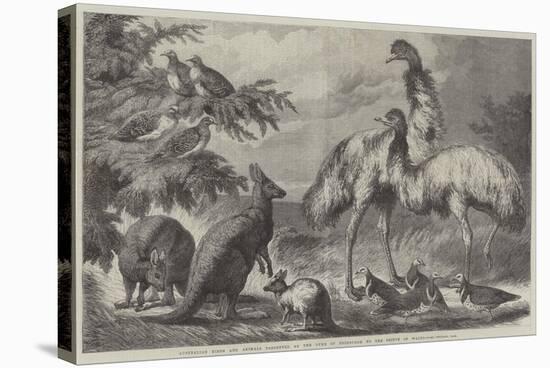 Australian Birds and Animals Presented by the Duke of Edinburgh to the Prince of Wales-Samuel John Carter-Stretched Canvas