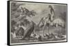 Australian Birds and Animals Presented by the Duke of Edinburgh to the Prince of Wales-Samuel John Carter-Framed Stretched Canvas