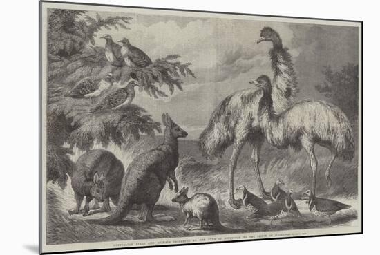 Australian Birds and Animals Presented by the Duke of Edinburgh to the Prince of Wales-Samuel John Carter-Mounted Giclee Print