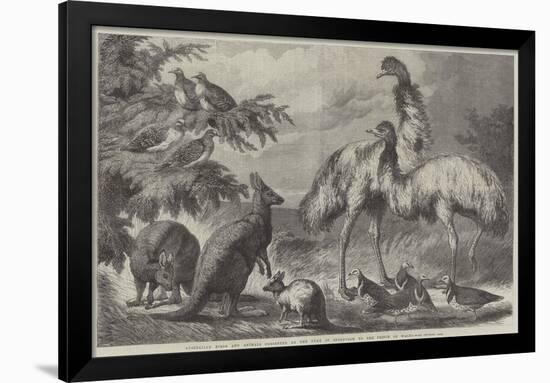 Australian Birds and Animals Presented by the Duke of Edinburgh to the Prince of Wales-Samuel John Carter-Framed Giclee Print