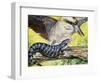 Australian Blue-Tongued Skink (Tiliqua Scincoides), Scincidae-null-Framed Giclee Print