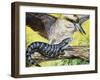 Australian Blue-Tongued Skink (Tiliqua Scincoides), Scincidae-null-Framed Giclee Print