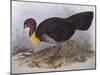 Australian Brush-Turkey (Alectura Lathami)-John Gould-Mounted Giclee Print