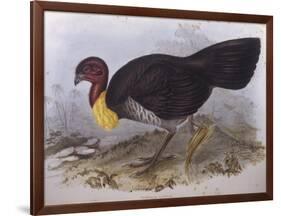 Australian Brush-Turkey (Alectura Lathami)-John Gould-Framed Giclee Print