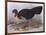 Australian Brush-Turkey (Alectura Lathami)-John Gould-Framed Giclee Print