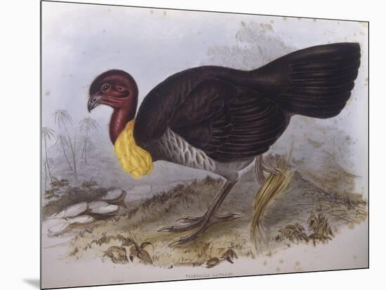 Australian Brush-Turkey (Alectura Lathami)-John Gould-Mounted Giclee Print