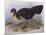 Australian Brush-Turkey (Alectura Lathami)-John Gould-Mounted Giclee Print