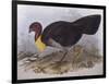 Australian Brush-Turkey (Alectura Lathami)-John Gould-Framed Giclee Print