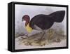 Australian Brush-Turkey (Alectura Lathami)-John Gould-Framed Stretched Canvas