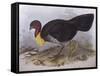 Australian Brush-Turkey (Alectura Lathami)-John Gould-Framed Stretched Canvas