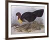 Australian Brush-Turkey (Alectura Lathami)-John Gould-Framed Giclee Print