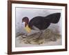 Australian Brush-Turkey (Alectura Lathami)-John Gould-Framed Giclee Print