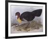 Australian Brush-Turkey (Alectura Lathami)-John Gould-Framed Giclee Print