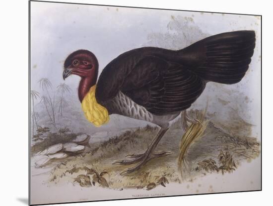 Australian Brush-Turkey (Alectura Lathami)-John Gould-Mounted Giclee Print