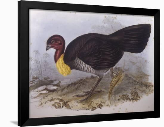 Australian Brush-Turkey (Alectura Lathami)-John Gould-Framed Giclee Print