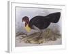 Australian Brush-Turkey (Alectura Lathami)-John Gould-Framed Giclee Print