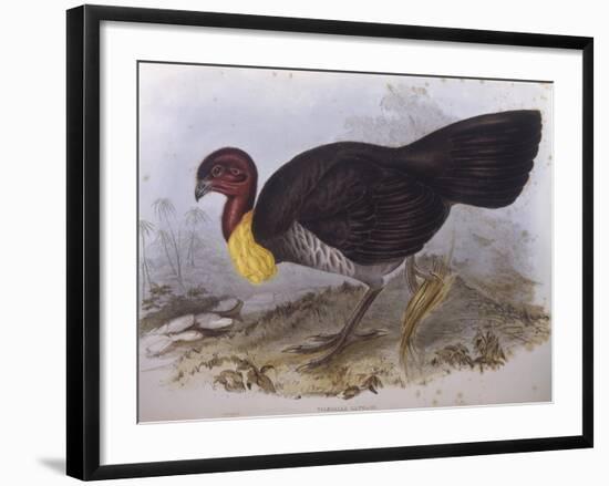 Australian Brush-Turkey (Alectura Lathami)-John Gould-Framed Giclee Print