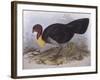 Australian Brush-Turkey (Alectura Lathami)-John Gould-Framed Giclee Print