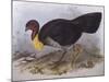 Australian Brush-Turkey (Alectura Lathami)-John Gould-Mounted Giclee Print