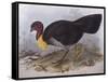 Australian Brush-Turkey (Alectura Lathami)-John Gould-Framed Stretched Canvas