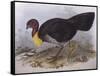 Australian Brush-Turkey (Alectura Lathami)-John Gould-Framed Stretched Canvas