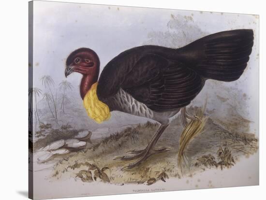 Australian Brush-Turkey (Alectura Lathami)-John Gould-Stretched Canvas