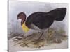 Australian Brush-Turkey (Alectura Lathami)-John Gould-Stretched Canvas