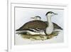 Australian Bustrard (Otis Australasianus)-John Gould-Framed Giclee Print